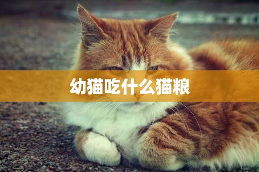 幼貓吃什么貓糧