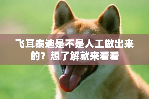飛耳泰迪是不是人工做出來的？想了解就來看看