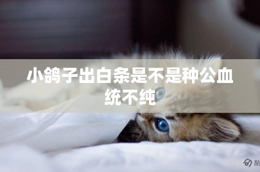 小鴿子出白條是不是種公血統不純