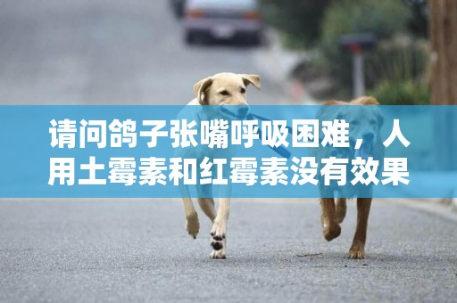 請問鴿子張嘴呼吸困難，人用土霉素和紅霉素沒有效果，用什么藥