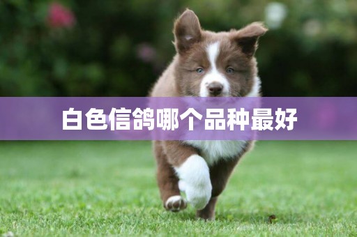 白色信鴿哪個品種最好