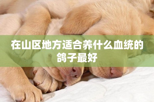 在山區地方適合養什么血統的鴿子最好