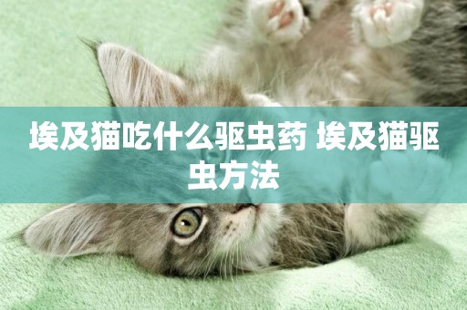 埃及貓吃什么驅蟲藥 埃及貓驅蟲方法
