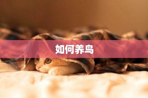 如何養鳥