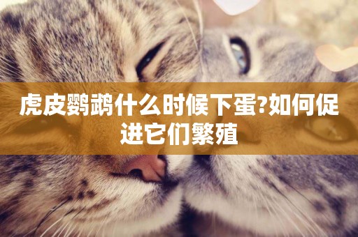 虎皮鸚鵡什么時候下蛋?如何促進它們繁殖