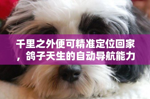千里之外便可精準定位回家，鴿子天生的自動導航能力是如何實現的