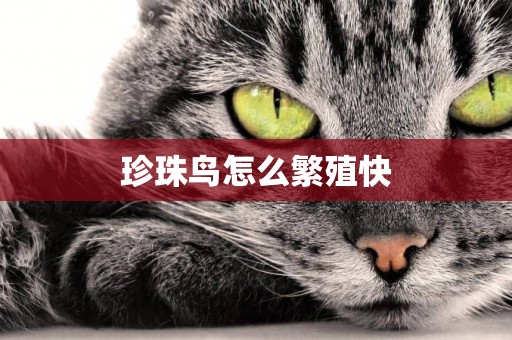 珍珠鳥怎么繁殖快