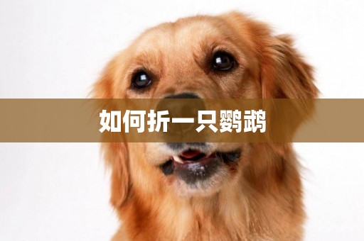 如何折一只鸚鵡