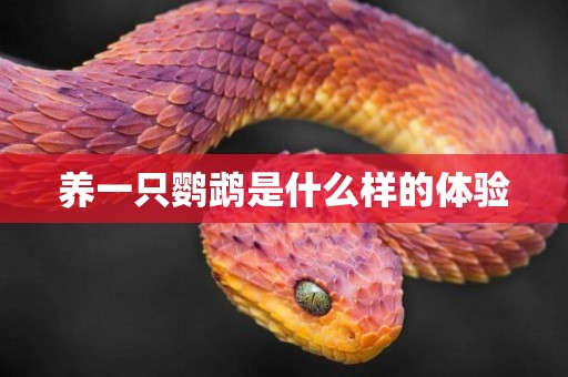養一只鸚鵡是什么樣的體驗