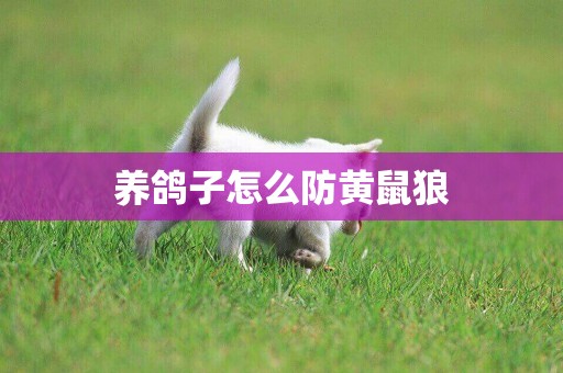 養鴿子怎么防黃鼠狼