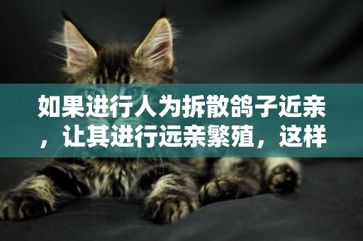 如果進行人為拆散鴿子近親，讓其進行遠親繁殖，這樣能得到更優秀