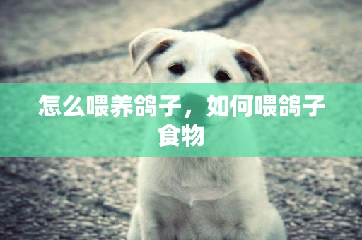 怎么喂養鴿子，如何喂鴿子食物