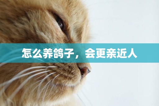 怎么養鴿子，會更親近人