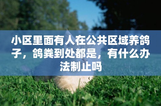 小區里面有人在公共區域養鴿子，鴿糞到處都是，有什么辦法制止嗎