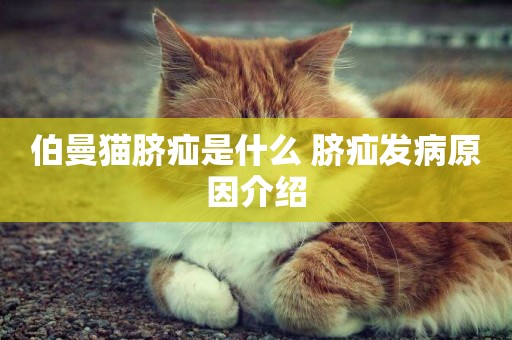 伯曼貓臍疝是什么 臍疝發病原因介紹
