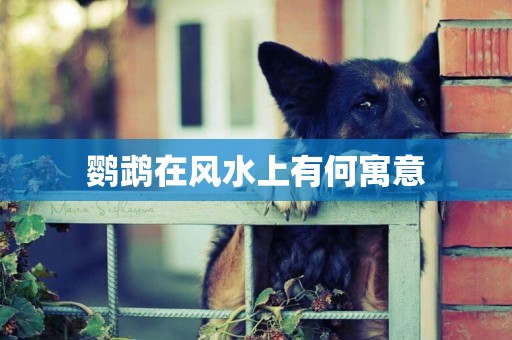 鸚鵡在風水上有何寓意