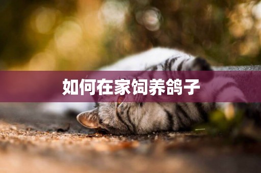 如何在家飼養鴿子
