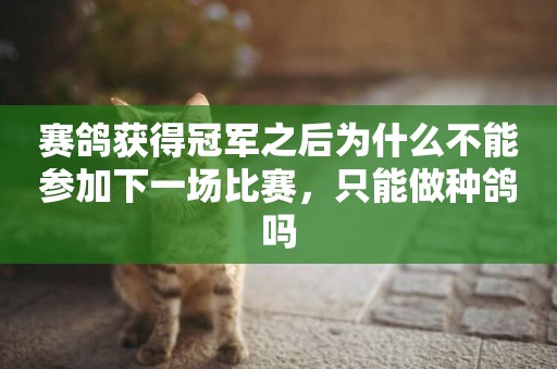 賽鴿獲得冠軍之后為什么不能參加下一場比賽，只能做種鴿嗎