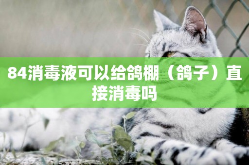 84消毒液可以給鴿棚（鴿子）直接消毒嗎