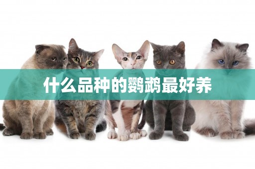 什么品種的鸚鵡最好養