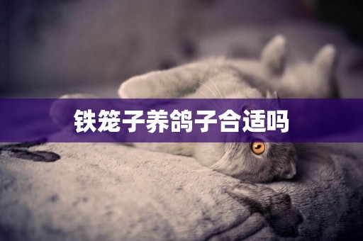 鐵籠子養鴿子合適嗎