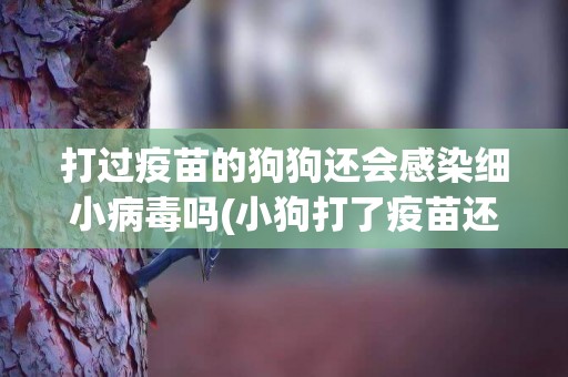 打過疫苗的狗狗還會感染細小病毒嗎(小狗打了疫苗還會感染細小嗎)