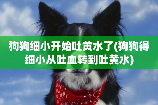 狗狗細小開始吐黃水了(狗狗得細小從吐血轉到吐黃水)
