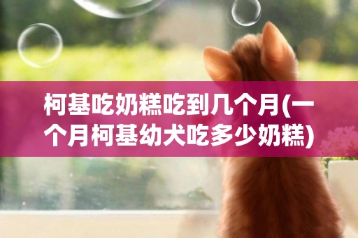 柯基吃奶糕吃到幾個月(一個月柯基幼犬吃多少奶糕)