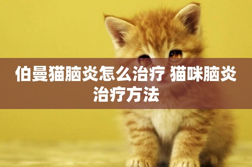 伯曼貓腦炎怎么治療 貓咪腦炎治療方法