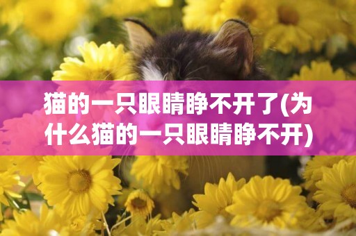 貓的一只眼睛睜不開了(為什么貓的一只眼睛睜不開)