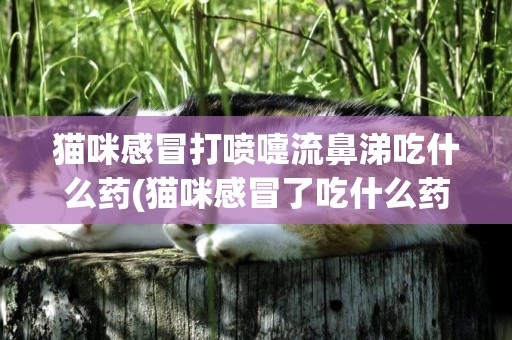 貓咪感冒打噴嚏流鼻涕吃什么藥(貓咪感冒了吃什么藥好)