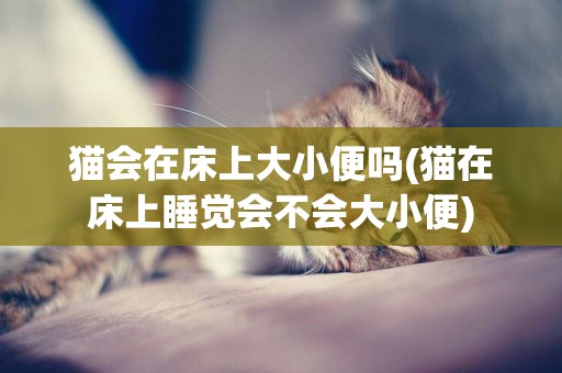 貓會在床上大小便嗎(貓在床上睡覺會不會大小便)
