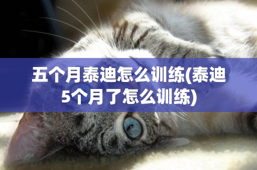 五個月泰迪怎么訓練(泰迪5個月了怎么訓練)