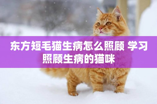 東方短毛貓生病怎么照顧 學習照顧生病的貓咪
