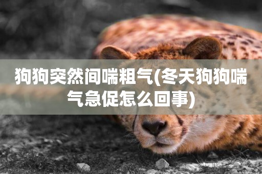 狗狗突然間喘粗氣(冬天狗狗喘氣急促怎么回事)