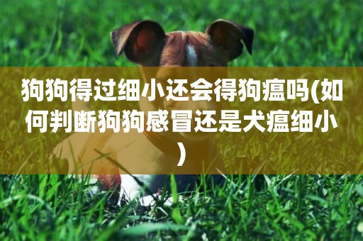 狗狗得過細小還會得狗瘟嗎(如何判斷狗狗感冒還是犬瘟細小)