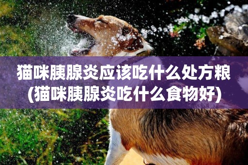 貓咪胰腺炎應該吃什么處方糧(貓咪胰腺炎吃什么食物好)