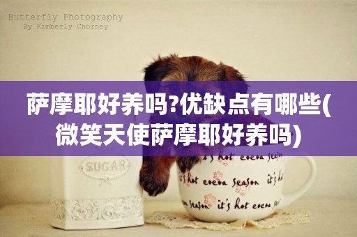 薩摩耶好養嗎?優缺點有哪些(微笑天使薩摩耶好養嗎)