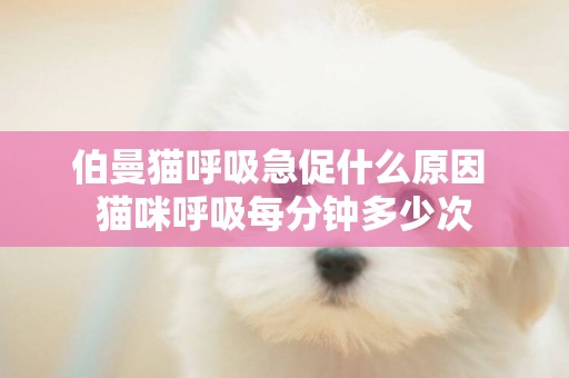 伯曼貓呼吸急促什么原因 貓咪呼吸每分鐘多少次
