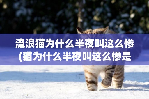 流浪貓為什么半夜叫這么慘(貓為什么半夜叫這么慘是好是壞)