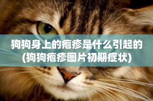 狗狗身上的皰疹是什么引起的(狗狗皰疹圖片初期癥狀)
