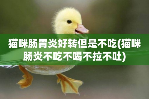 貓咪腸胃炎好轉但是不吃(貓咪腸炎不吃不喝不拉不吐)