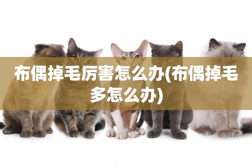 布偶掉毛厲害怎么辦(布偶掉毛多怎么辦)