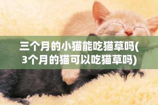 三個月的小貓能吃貓草嗎(3個月的貓可以吃貓草嗎)