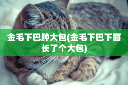 金毛下巴腫大包(金毛下巴下面長了個大包)
