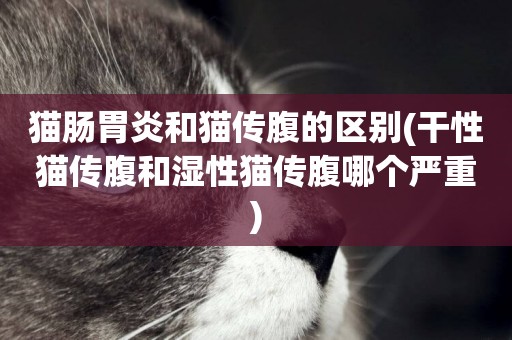 貓腸胃炎和貓傳腹的區別(干性貓傳腹和濕性貓傳腹哪個嚴重)