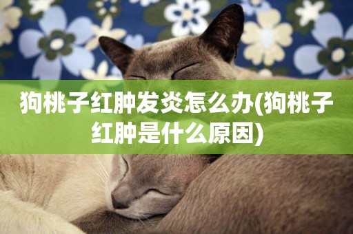 狗桃子紅腫發炎怎么辦(狗桃子紅腫是什么原因)