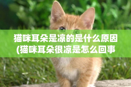 貓咪耳朵是涼的是什么原因(貓咪耳朵很涼是怎么回事)