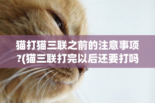 貓打貓三聯之前的注意事項?(貓三聯打完以后還要打嗎)