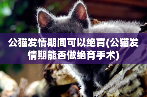 公貓發情期間可以絕育(公貓發情期能否做絕育手術)